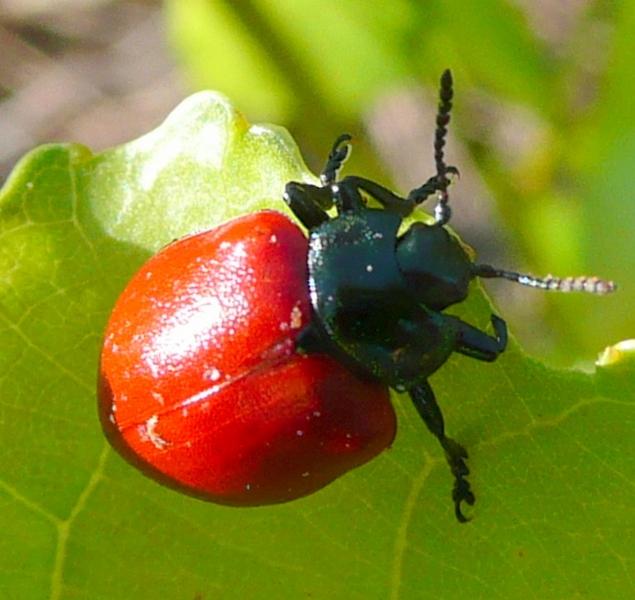 id chrysomelidae con larva (Chrysomela populi?)